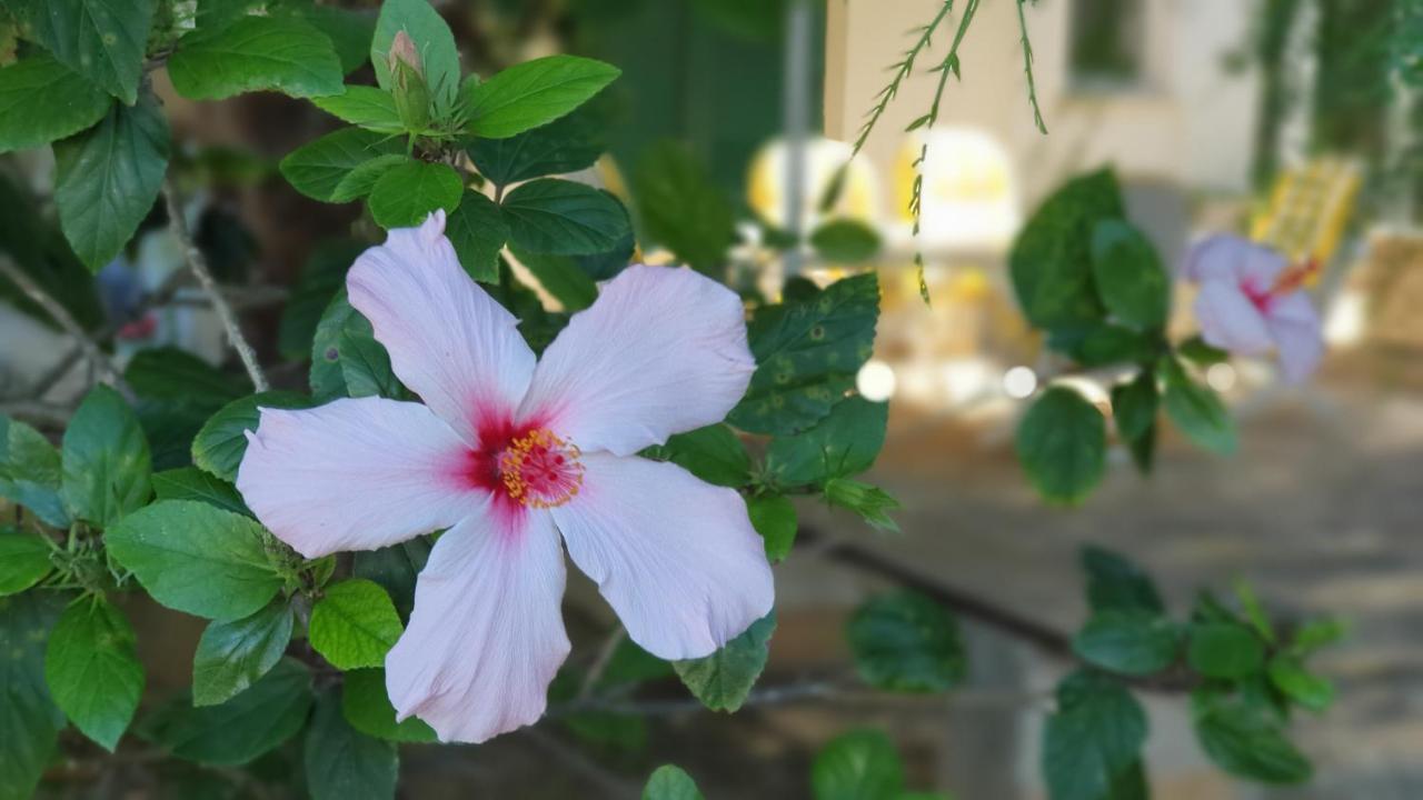 马尔萨拉Casa Ibiscus别墅 外观 照片